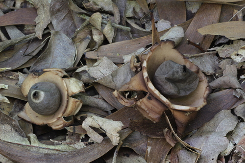 Geastrum triplex