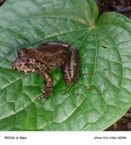 Cameroon Range Night Frog