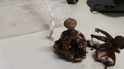 Geastrum fornicatum
