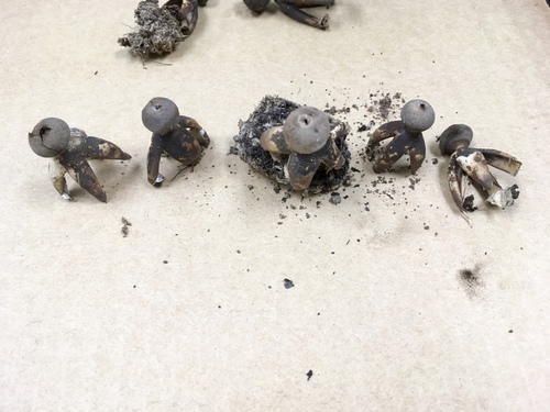 Geastrum fornicatum (Photo 3 of 3)