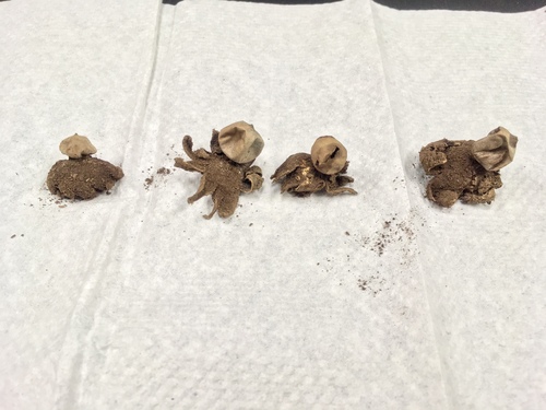 Geastrum xerophilum