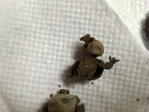 Geastrum xerophilum (Photo 2 of 4)