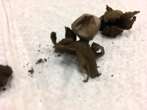 Geastrum xerophilum (Photo 3 of 4)