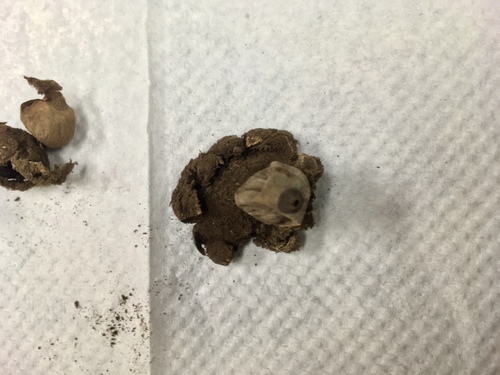 Geastrum xerophilum (Photo 4 of 4)
