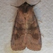 Bronzed Cutworm Moth - Photo (c) John Ratzlaff, all rights reserved, uploaded by John Ratzlaff