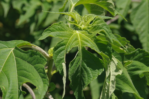 Mexican sunflower