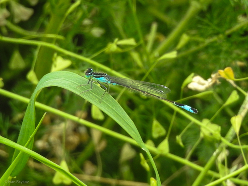 Blue-tailed Damselfly