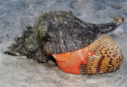 Florida Horse Conch