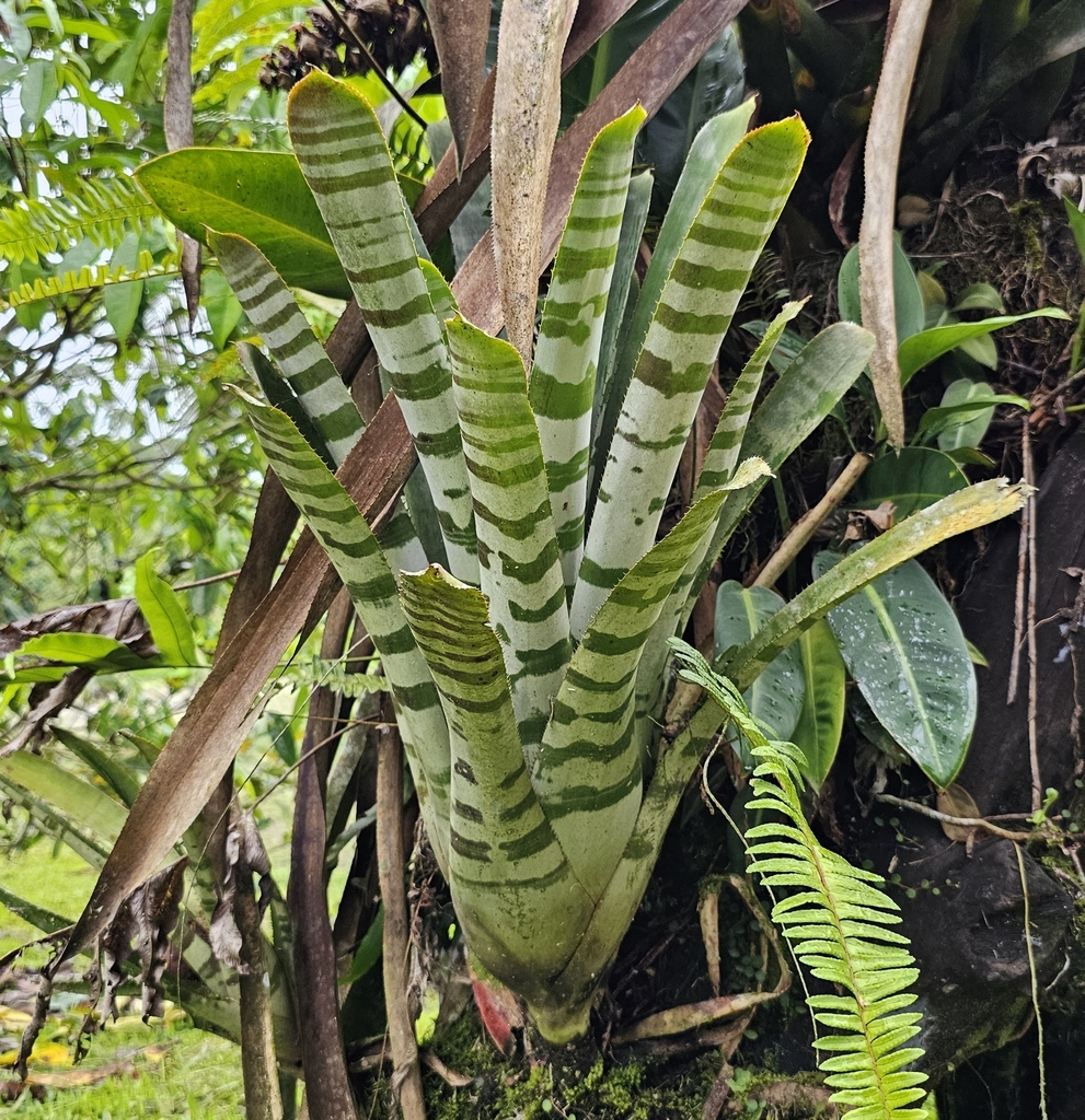 Amazonian Zebra-plant (Aechmea chantinii)  iNaturalist