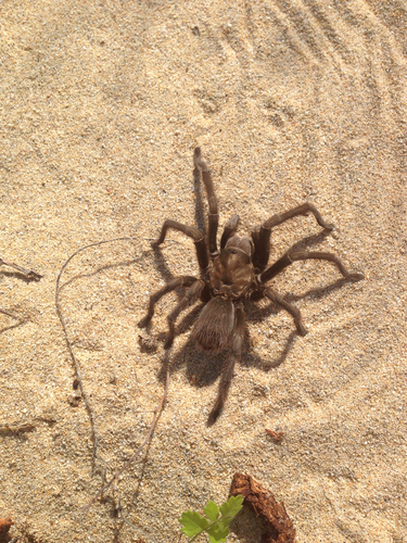 Aphonopelma helluo