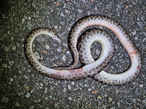 Spotted Python sighting