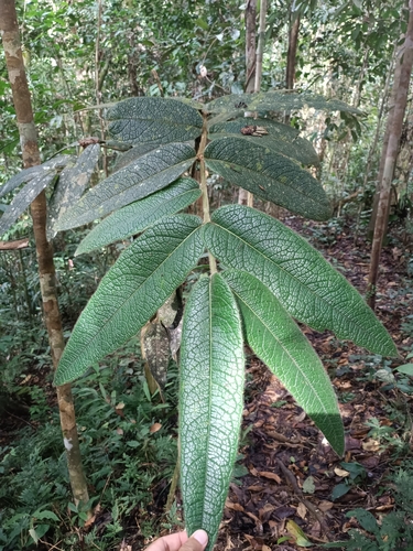 Kairoa