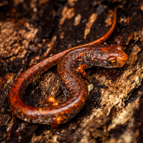 Four-toed Salamander