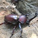 Escarabajo Rinoceronte Japonés - Photo (c) Boris Chu, todos los derechos reservados, uploaded by Boris Chu