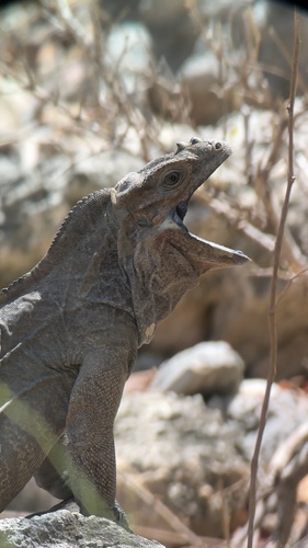 Rock Iguanas (Genus Cyclura) · iNaturalist