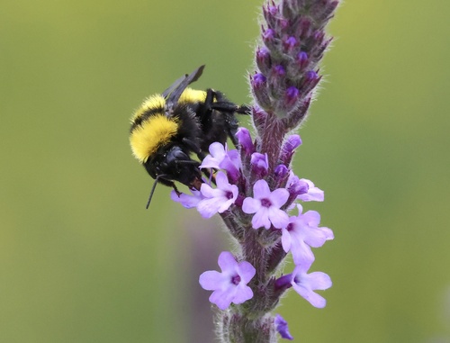 iNaturalist observation photo of Sonoran Bumble Bee