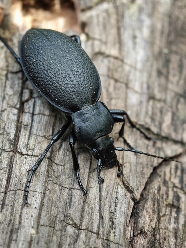 Carabus coriaceus