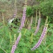 Lupinus latifolius parishii - Photo (c) clickie, todos os direitos reservados, uploaded by clickie