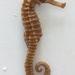 Observation photo