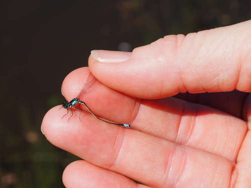 iNaturalist observation photo of Pacific Forktail