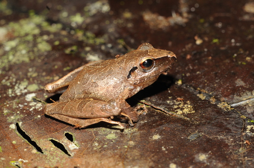 Reichle's Robber Frog