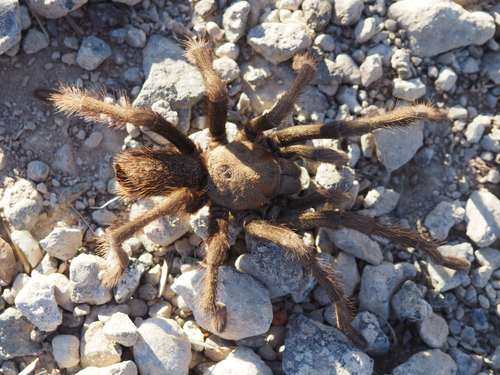 iNaturalist observation photo of Desert Tarantula
