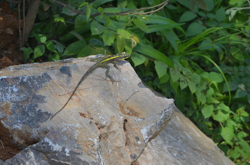 Green Striped Tree Dragon