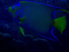 Queen Angelfish