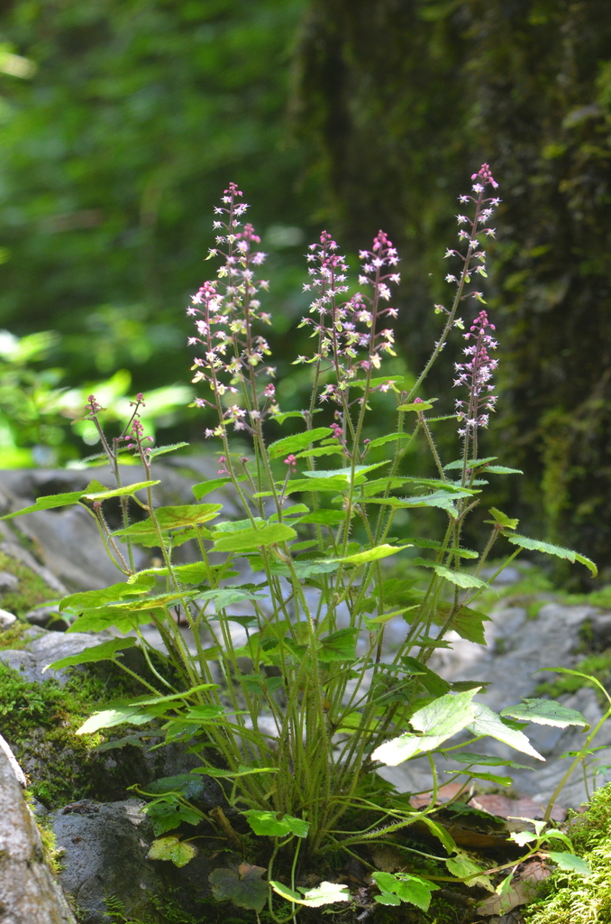 Tiarella polyphylla (Tiarella polyphylla)