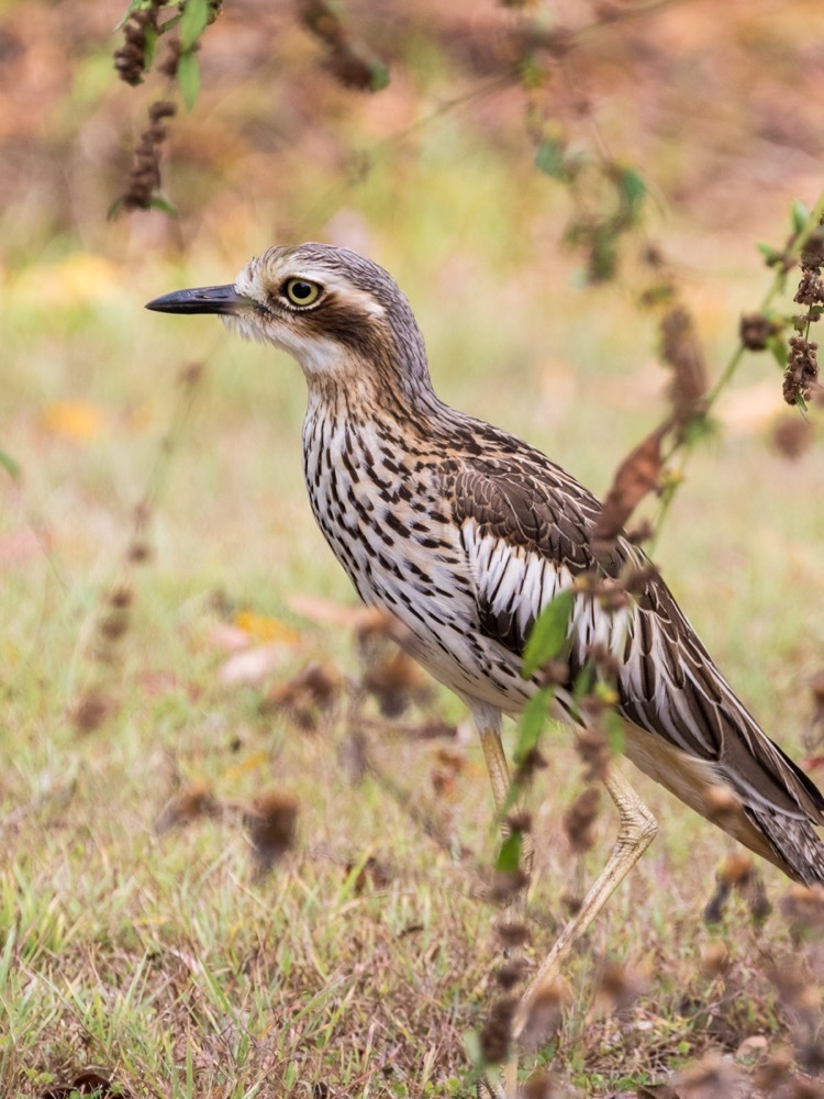 Bush Thick-knee photo
