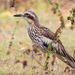 Bush Stone-Curlew - Photo (c) andrew_mc, all rights reserved