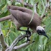 Hornbill Friarbird - Photo (c) andrew_mc, all rights reserved