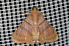 Eulepidotis caeruleilinea image