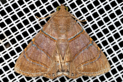 Eulepidotis caeruleilinea image