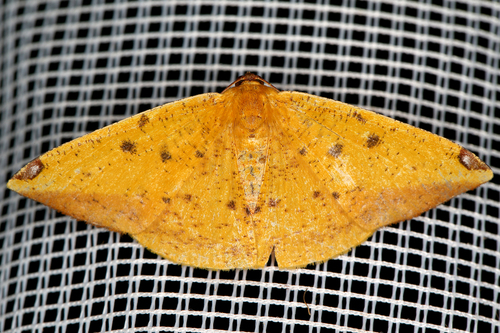 Pyrinia helvaria