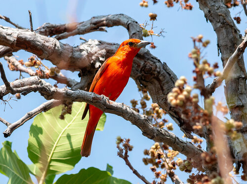 Hepatic Tanager