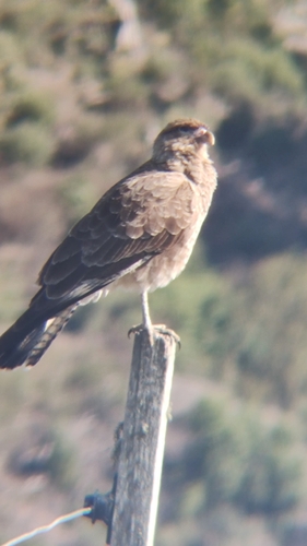 Chimango Caracara