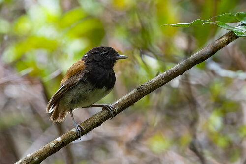 Hooded Gnateater