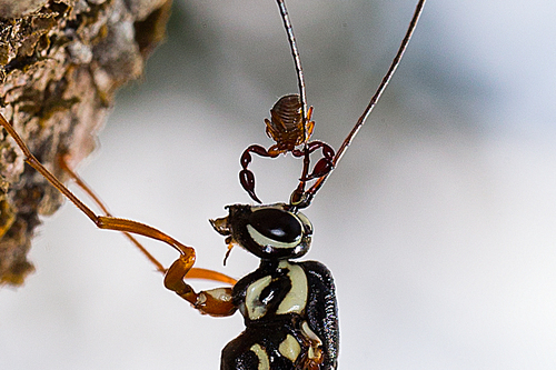 Dendrochernes cyrneus