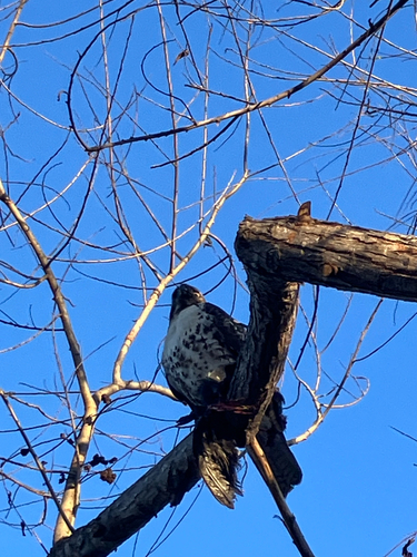 iNaturalist observation photo of Red-tailed Hawk