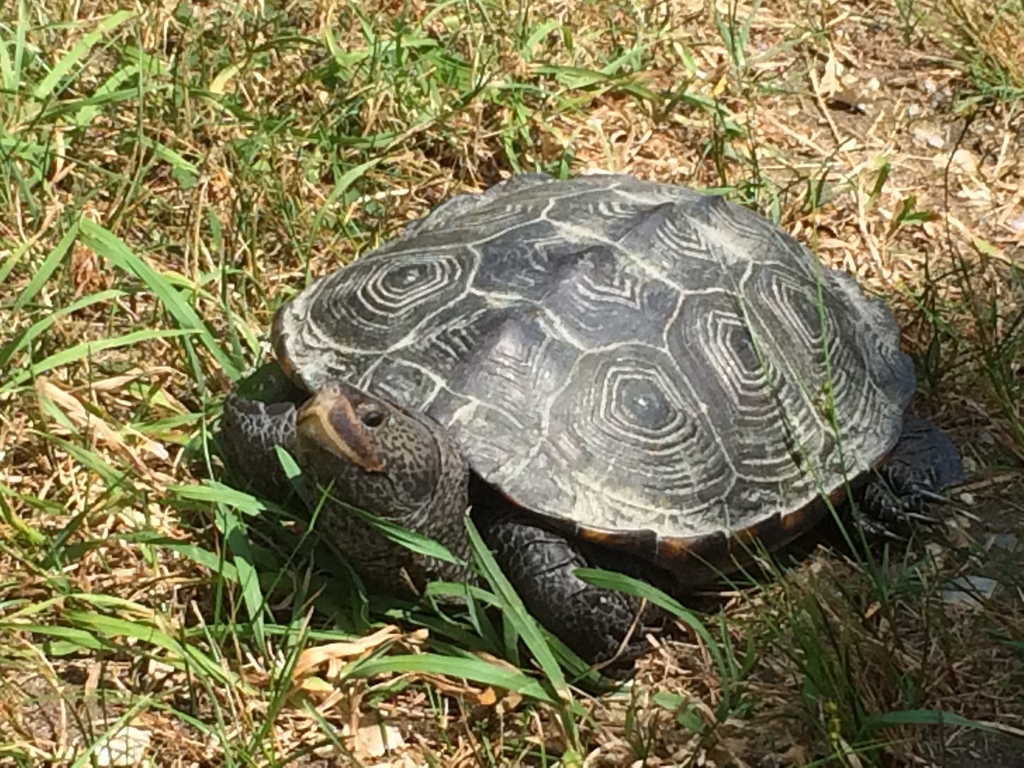 Northern Diamondback Terrapin in July 2019 by ketchupcat · iNaturalist