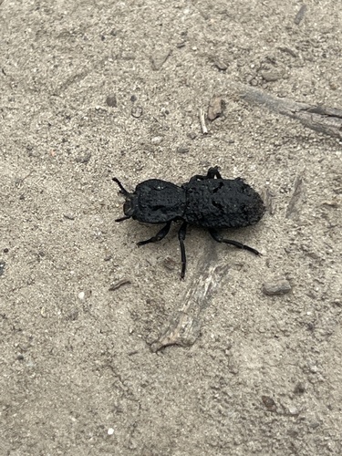 iNaturalist observation photo of Diabolical Ironclad Beetle