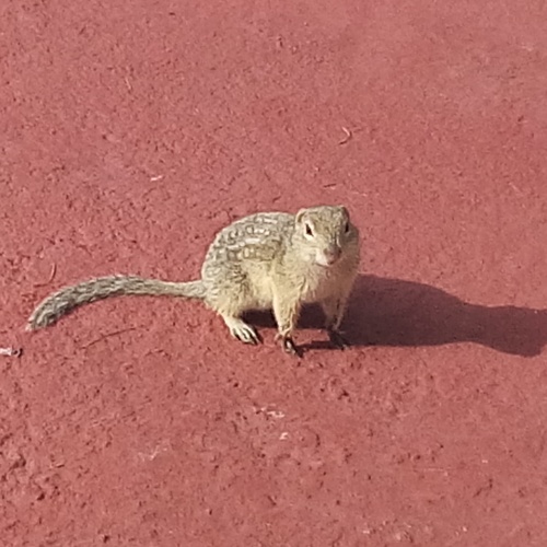 Mexican Ground Squirrel