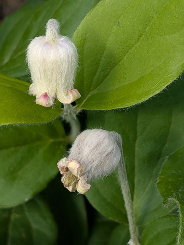 Virginia whitehair leather flower (Clematis coactilis)