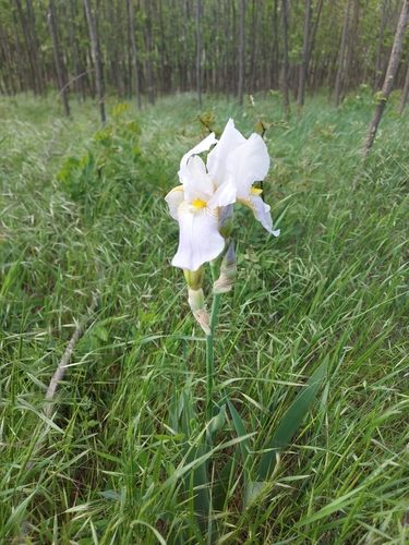 Iris × hybrida