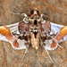Syngamilyta apicolor - Photo (c) gernotkunz, todos los derechos reservados, subido por gernotkunz