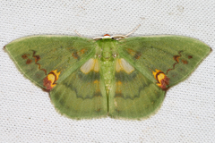 Rhodochlora brunneipalpis image