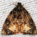 Mictopsichia hubneriana - Photo (c) gernotkunz, all rights reserved, uploaded by gernotkunz