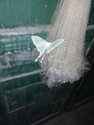 Chinese Moon Moth
