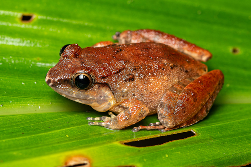 Limnonectes hascheanus (Stoliczka, 1870)